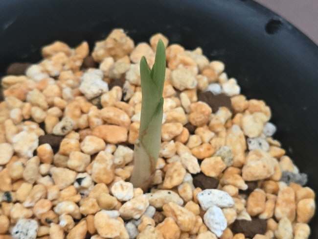 산채품