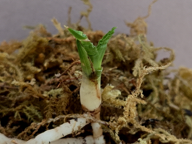 산채품