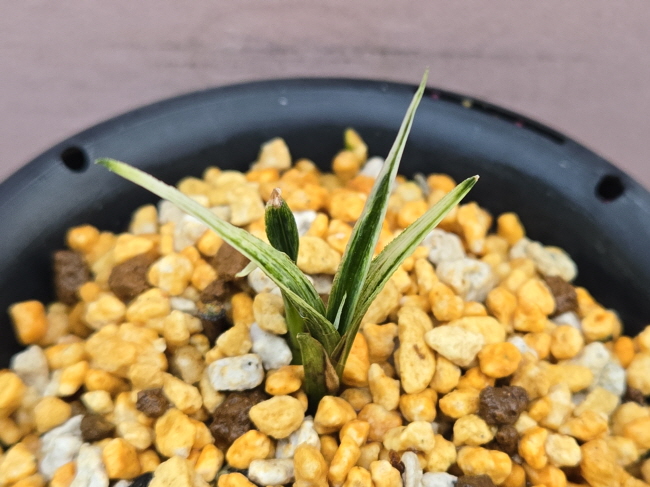 까닥지입변산반