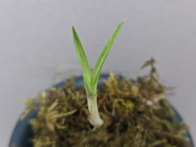 산채품