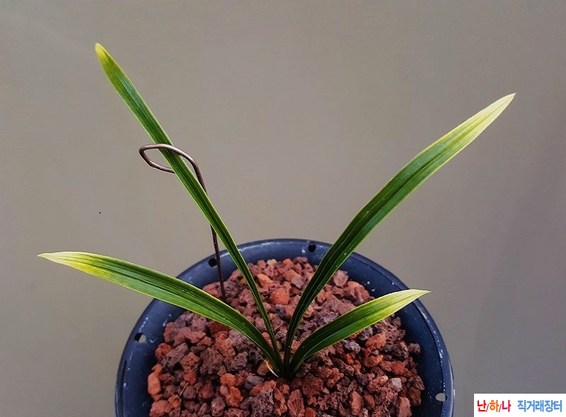 종자하세요. (황산반)