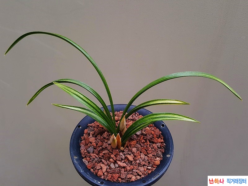 꽃보세요. (산반중투/?