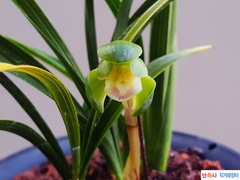 꽃보세요. (두화/꽃대1)