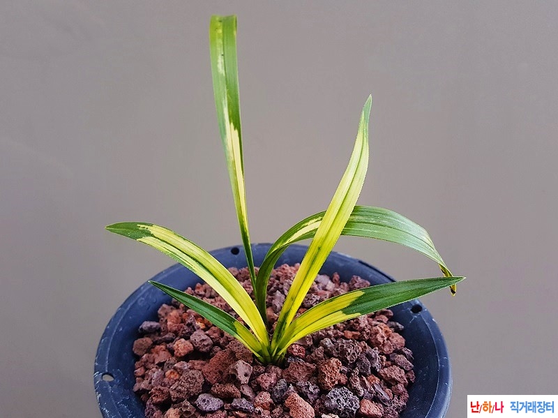 종자하세요. (호피반)