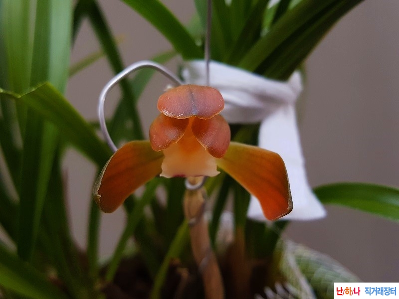 꽃보세요. (홍화/꽃대1)