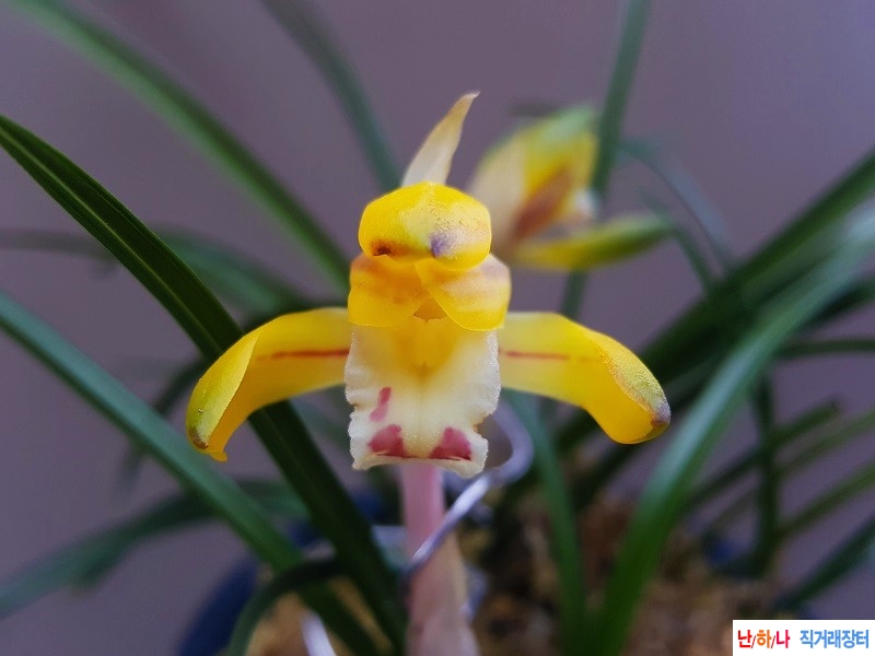 꽃보세요. (진성황화/?