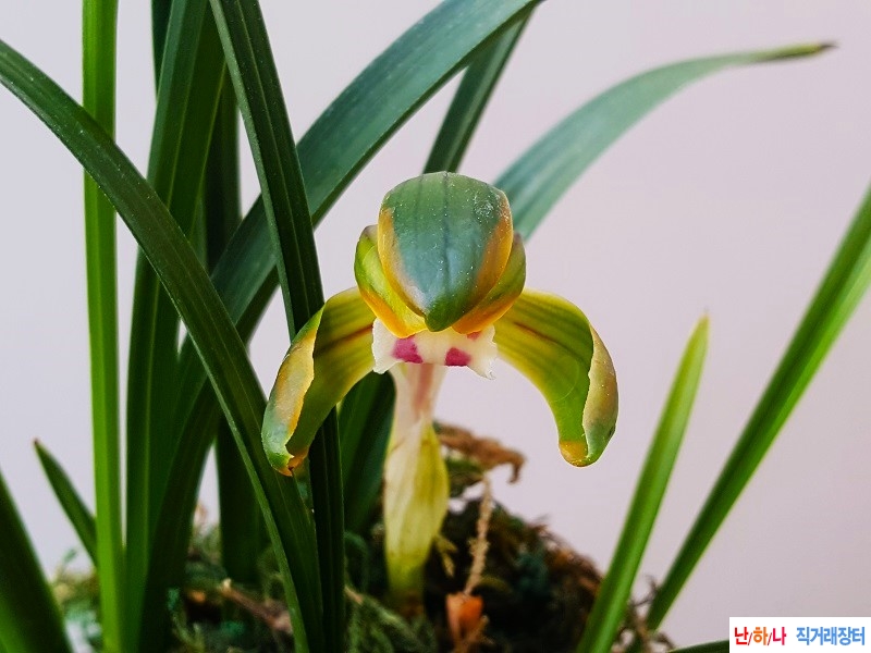 꽃보세요. (복색화/꽃?