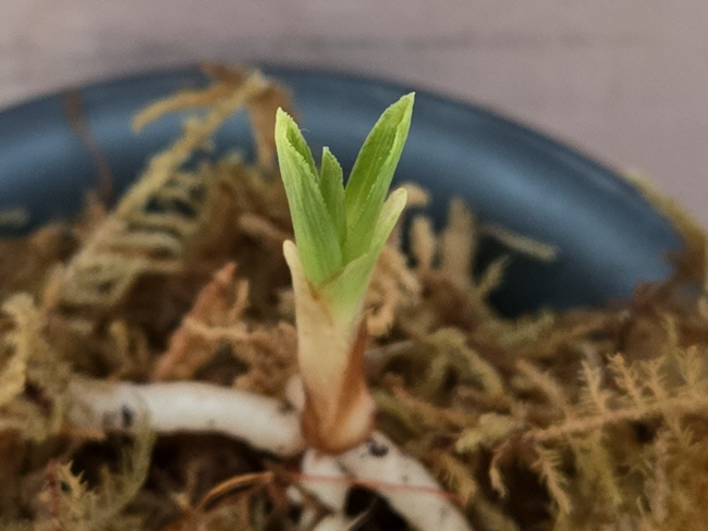 산채품