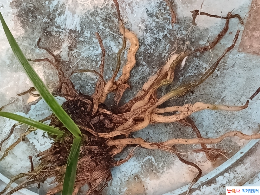 금일 산채품