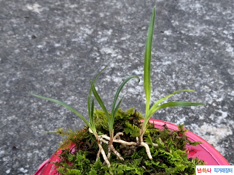 산채품 산반 모듬