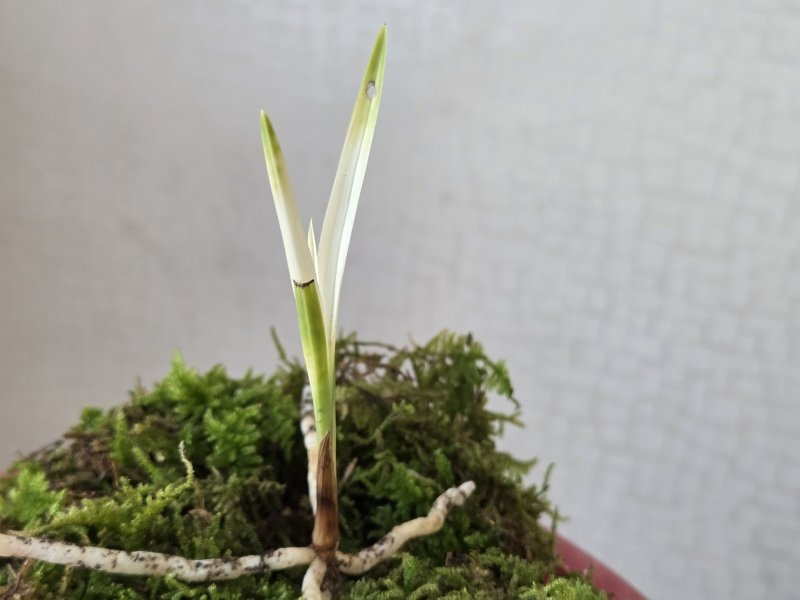 산채품 화려한서반1