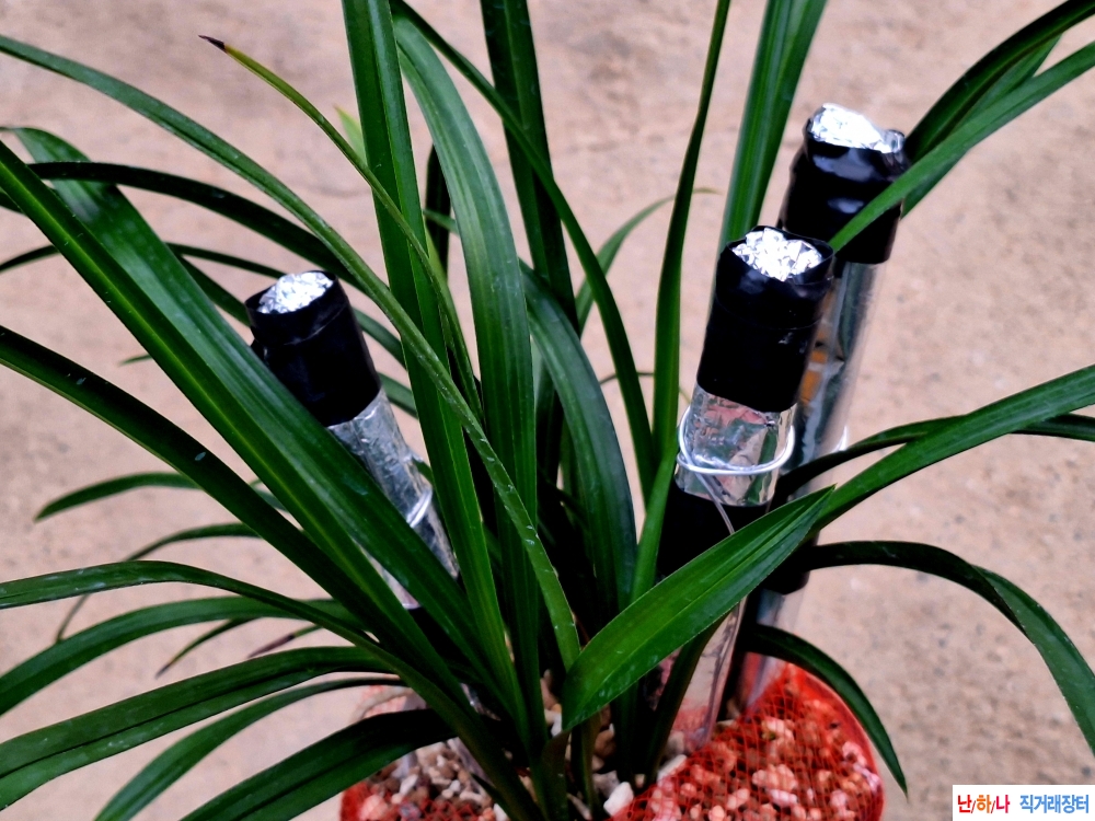 전시용초광엽입변소심