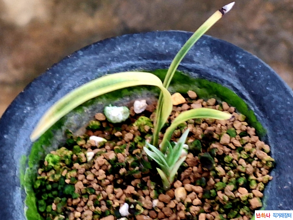 특이한서반산반