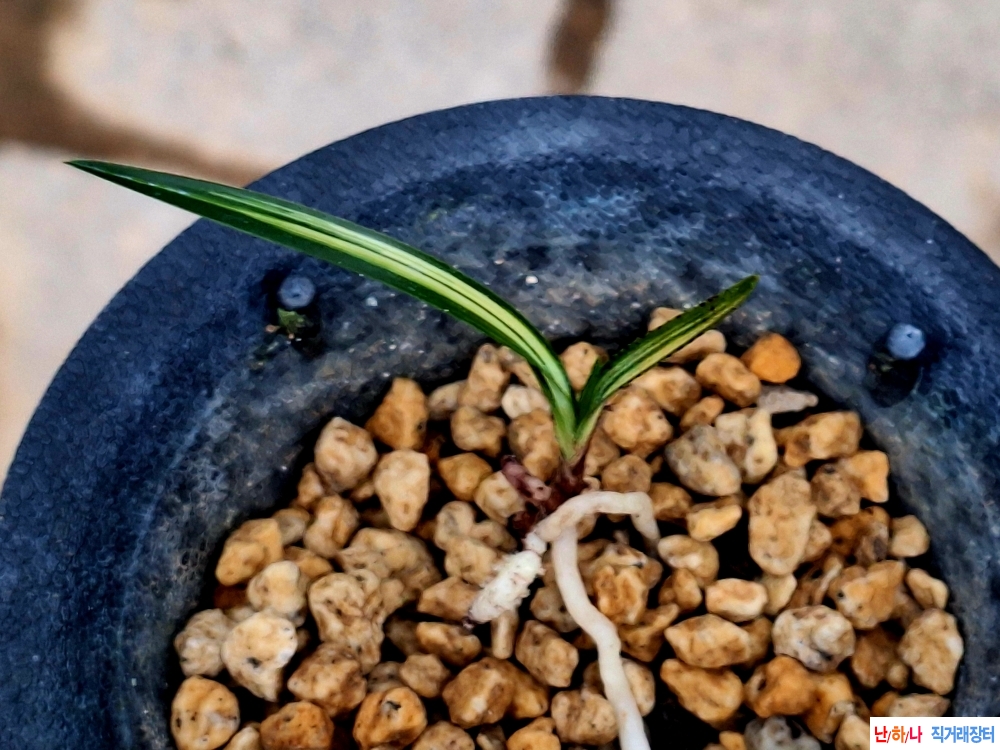 생강근입변중투호