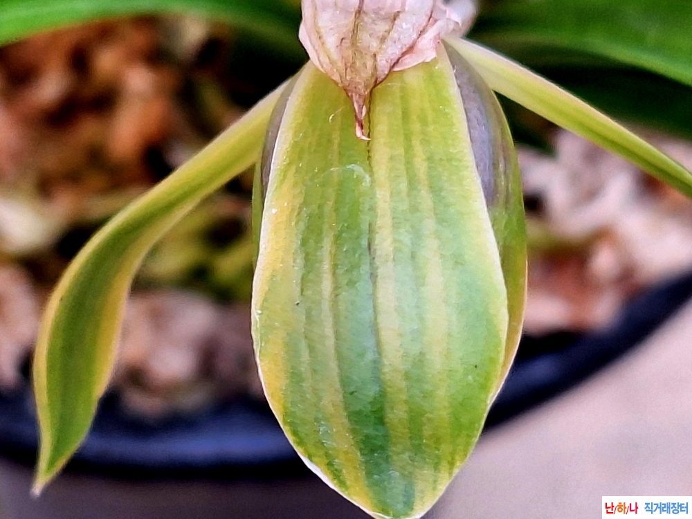 특화형산반복륜