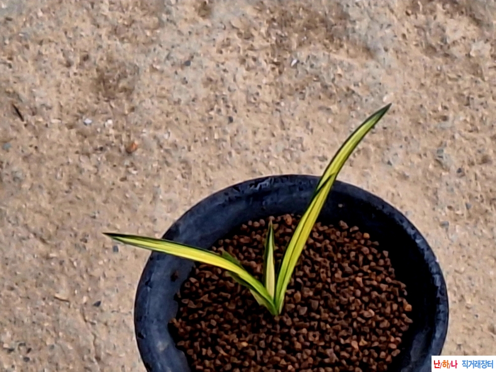 까닥지입변중투