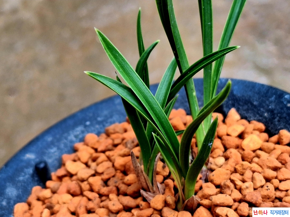 산출단엽성두화변