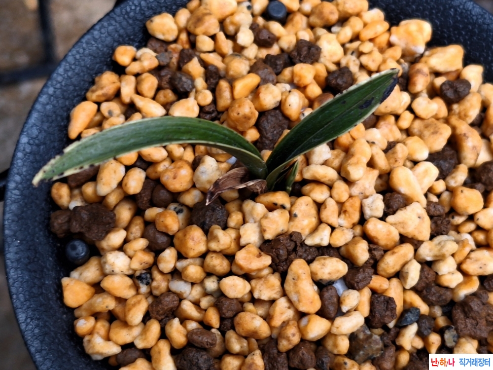 특신라