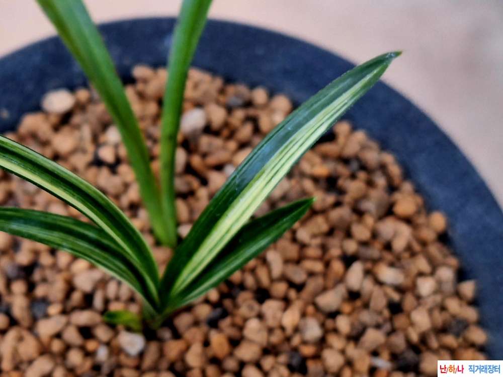 호에서입변녹호산반