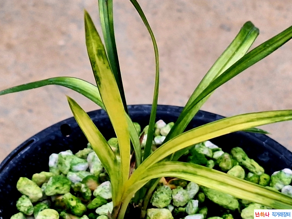 산출까닥지입변서반