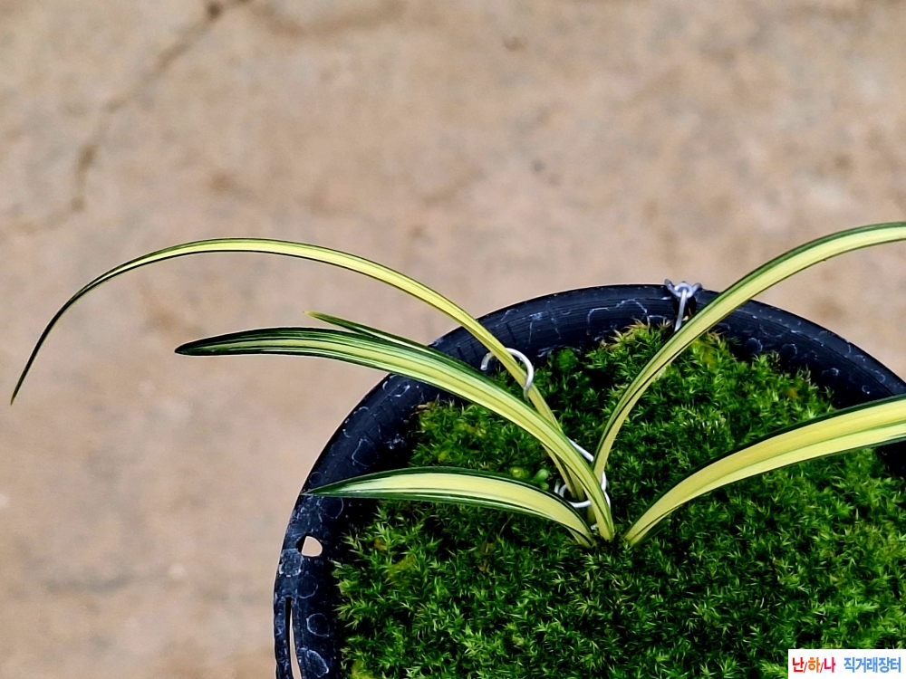 입변중투종자목