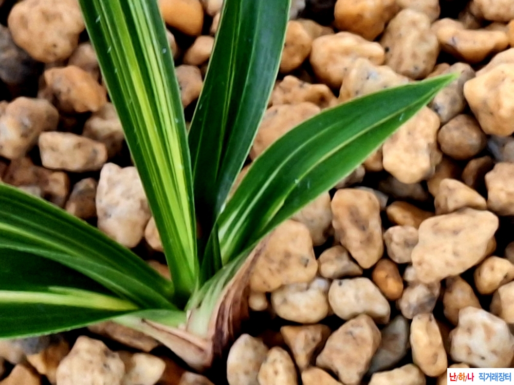 단엽중투기대품