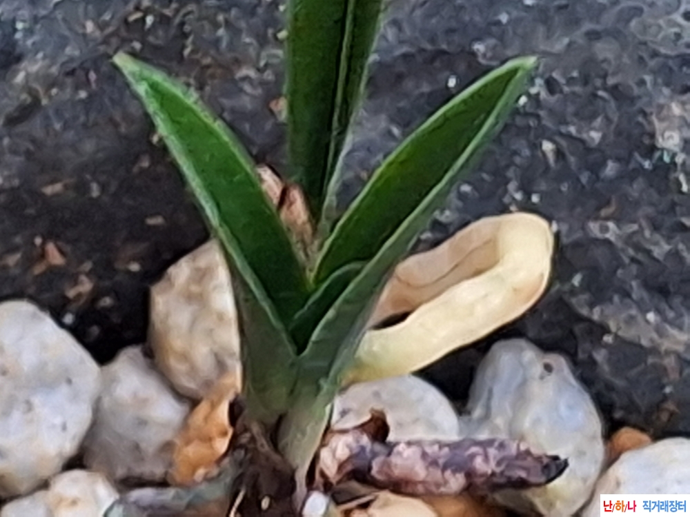 라사지단엽반성