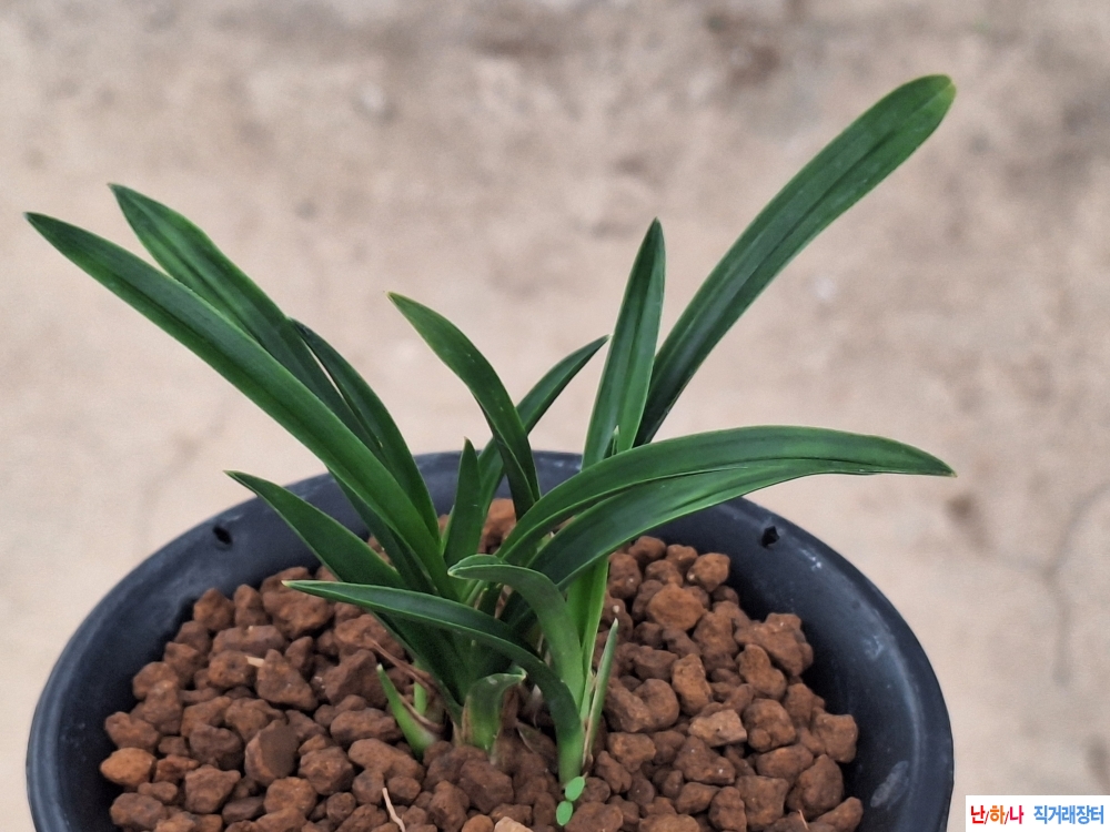 산출단엽성서반물