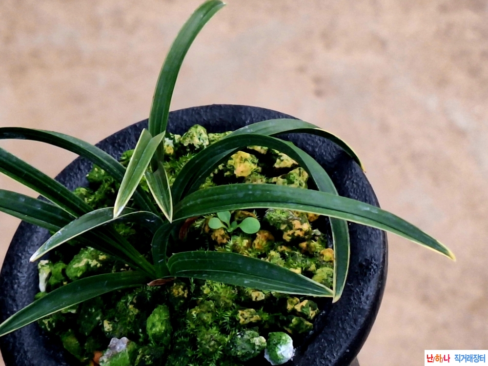 빳빳한입변산반복륜