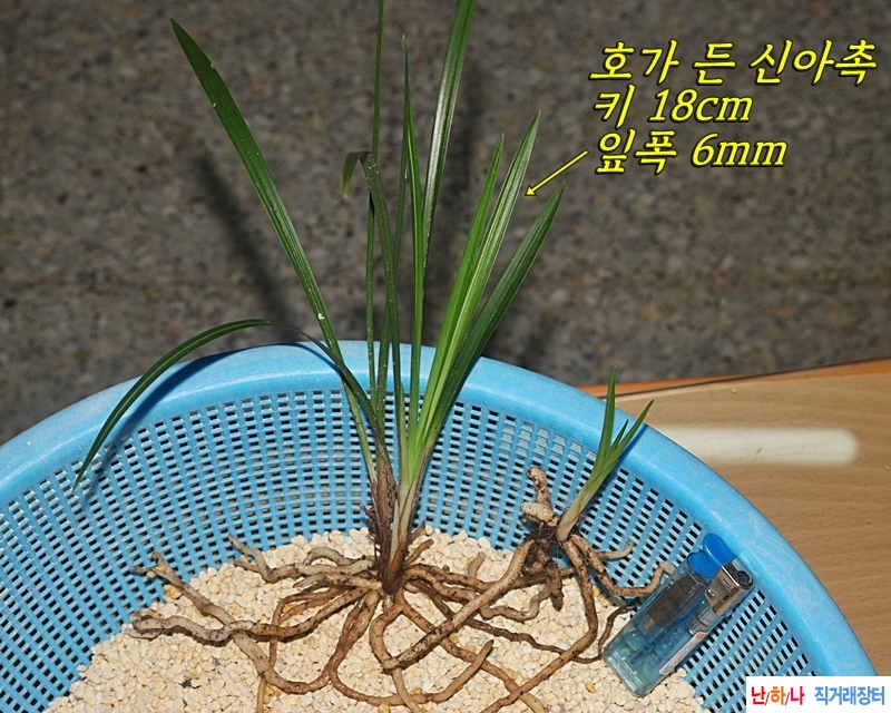 오늘산채 한잎장호와 ?