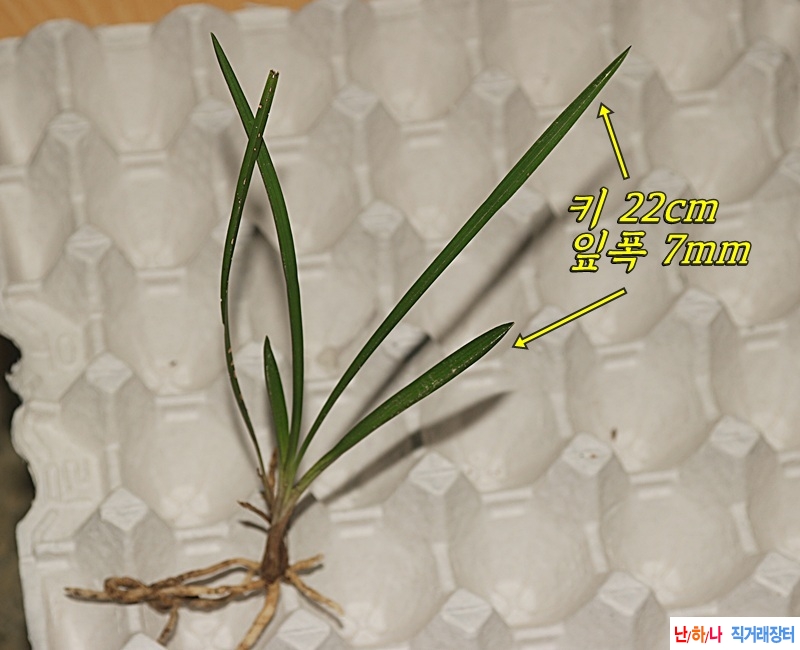 산채특 입엽성 두화목