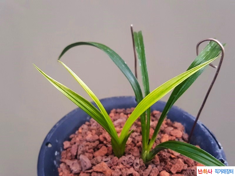 종자하세요. (환엽산반?