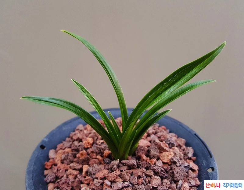 종자하세요. (단엽산반?