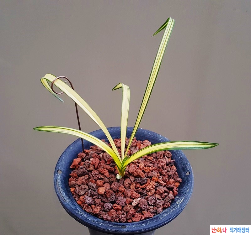 종자하세요. (황중투)