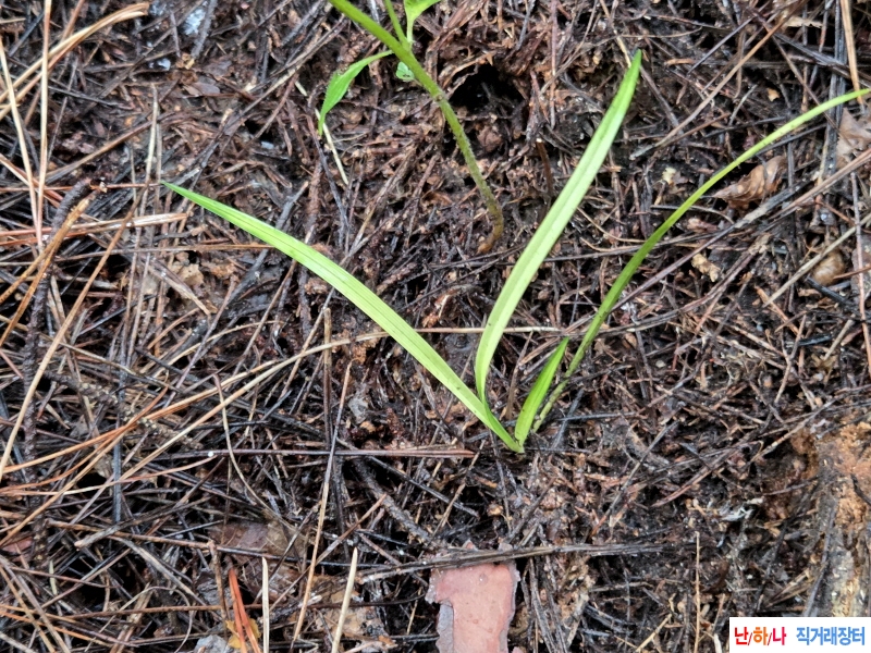 산채품 서반