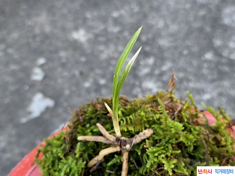 산채품 백산반