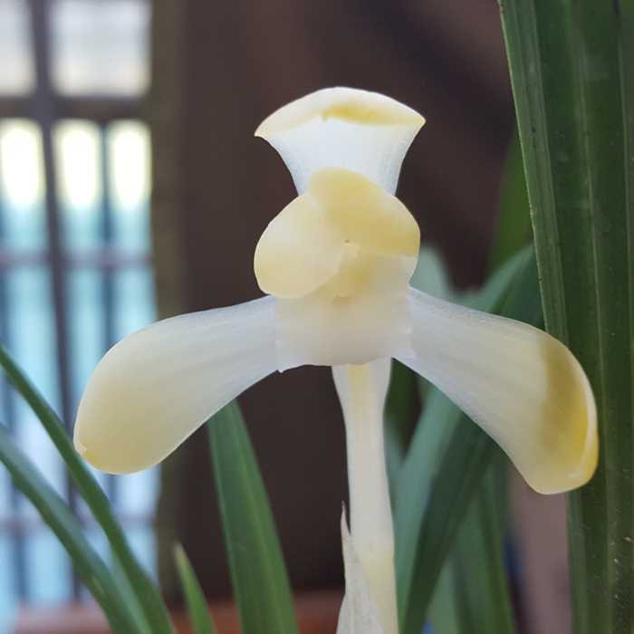 무명,,화형,,백화소심,,?