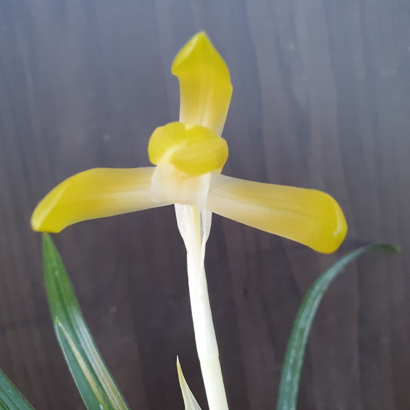 무명,,황화,,소심,,꽃1