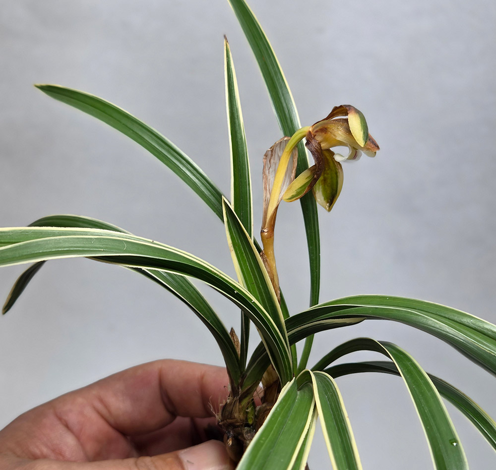 화형 복륜화 분주 3번