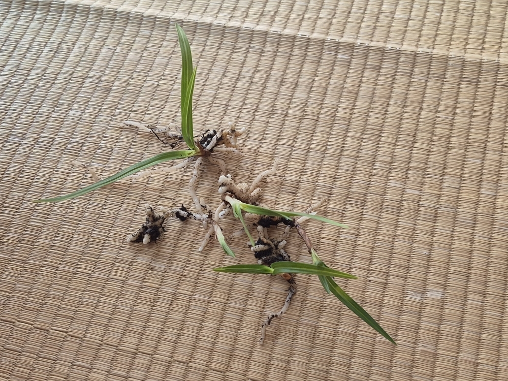 산채5촉