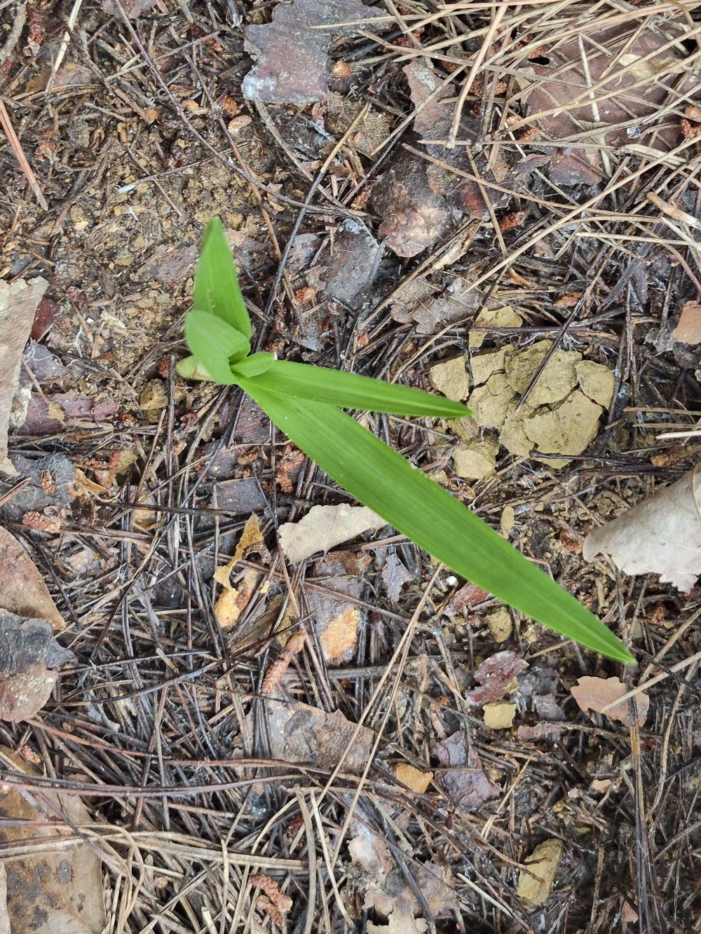 산채입변반성