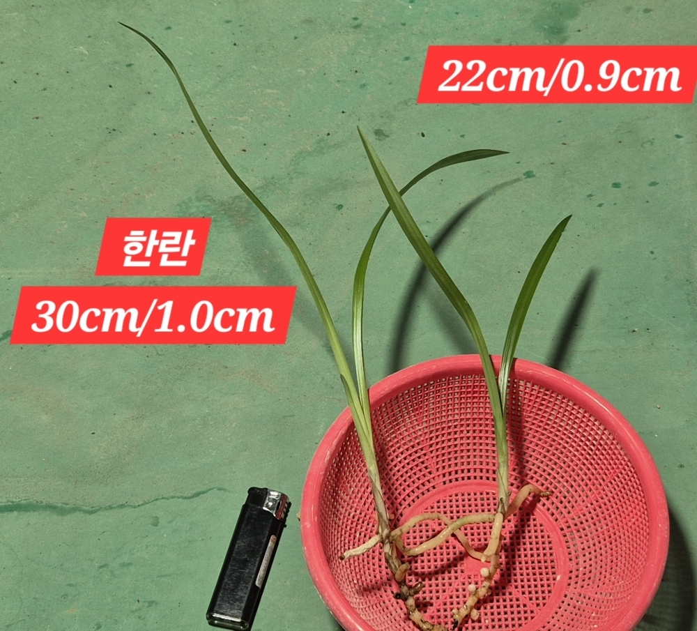 산채
