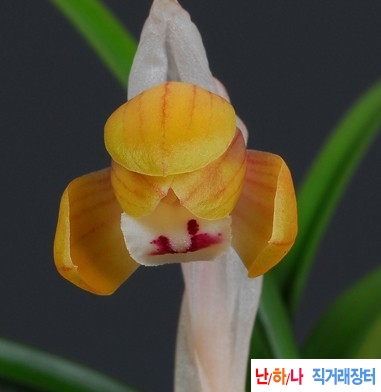 화형복색화 1촉입니다.