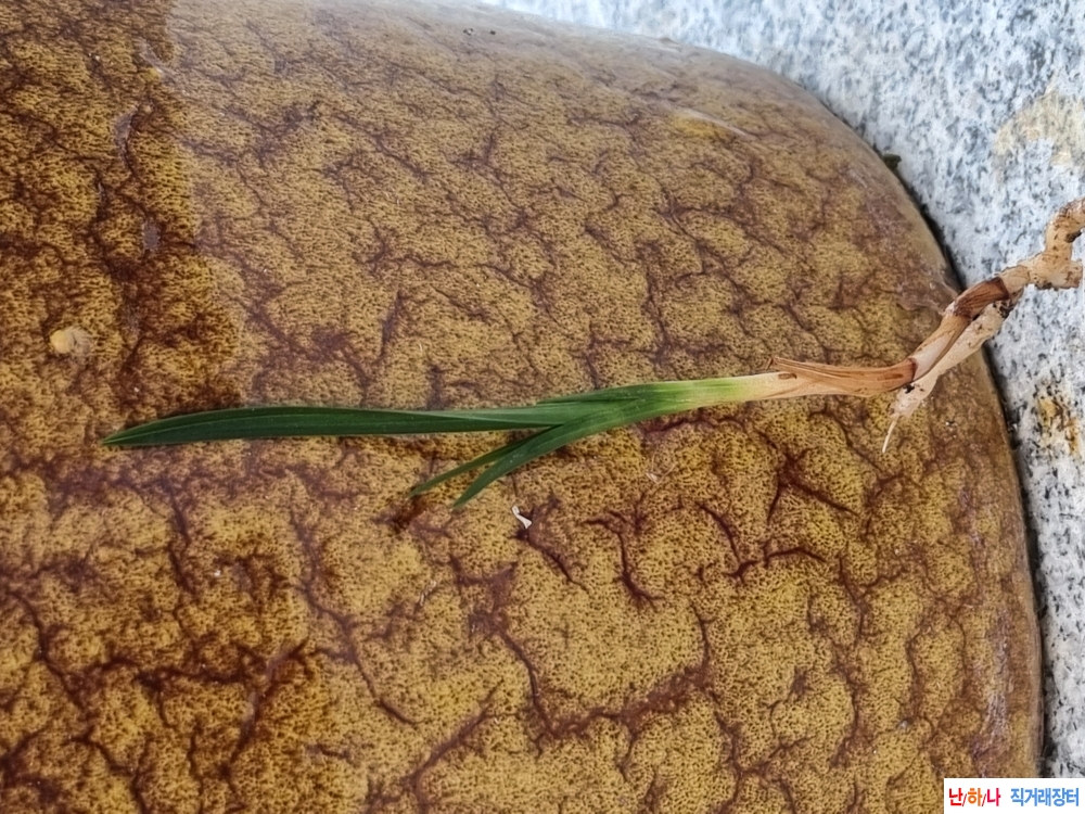 산채생강 후육 두화변