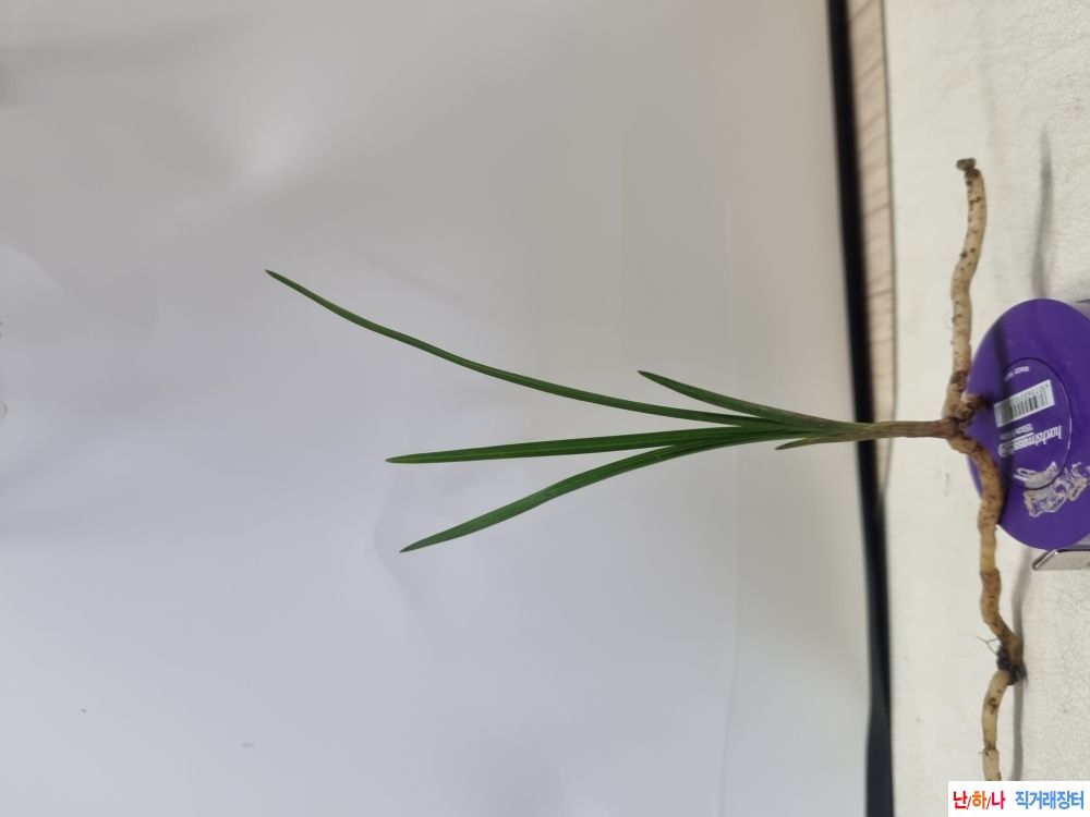 산채생강 후육 두화변 ?