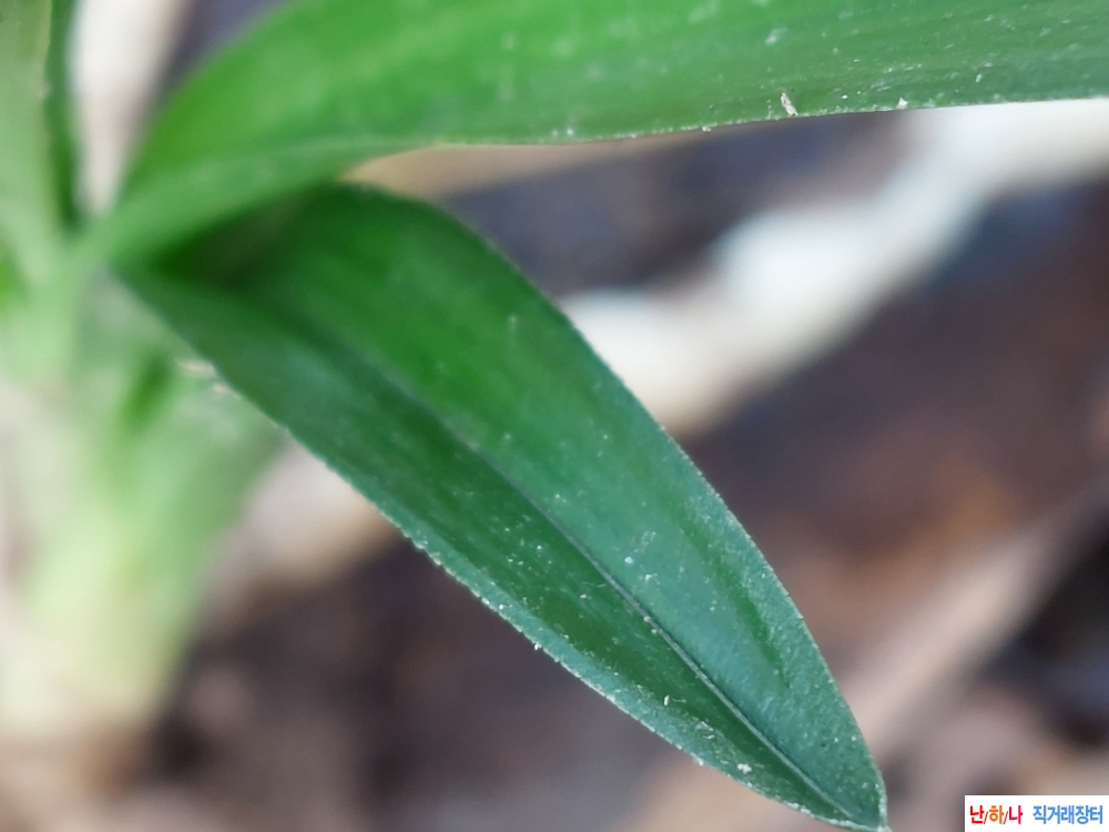 산채 단연변 환엽