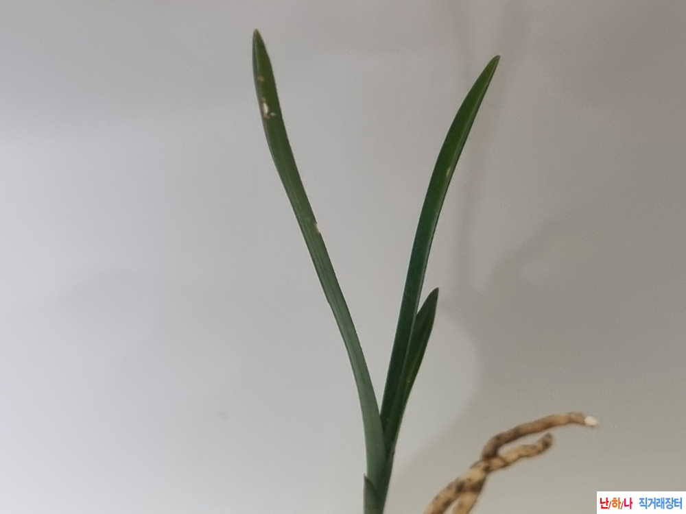 산채생강 후육입변