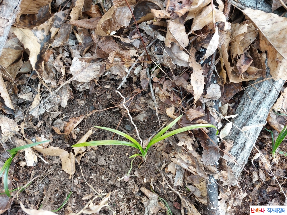 산채 독특한 서반
