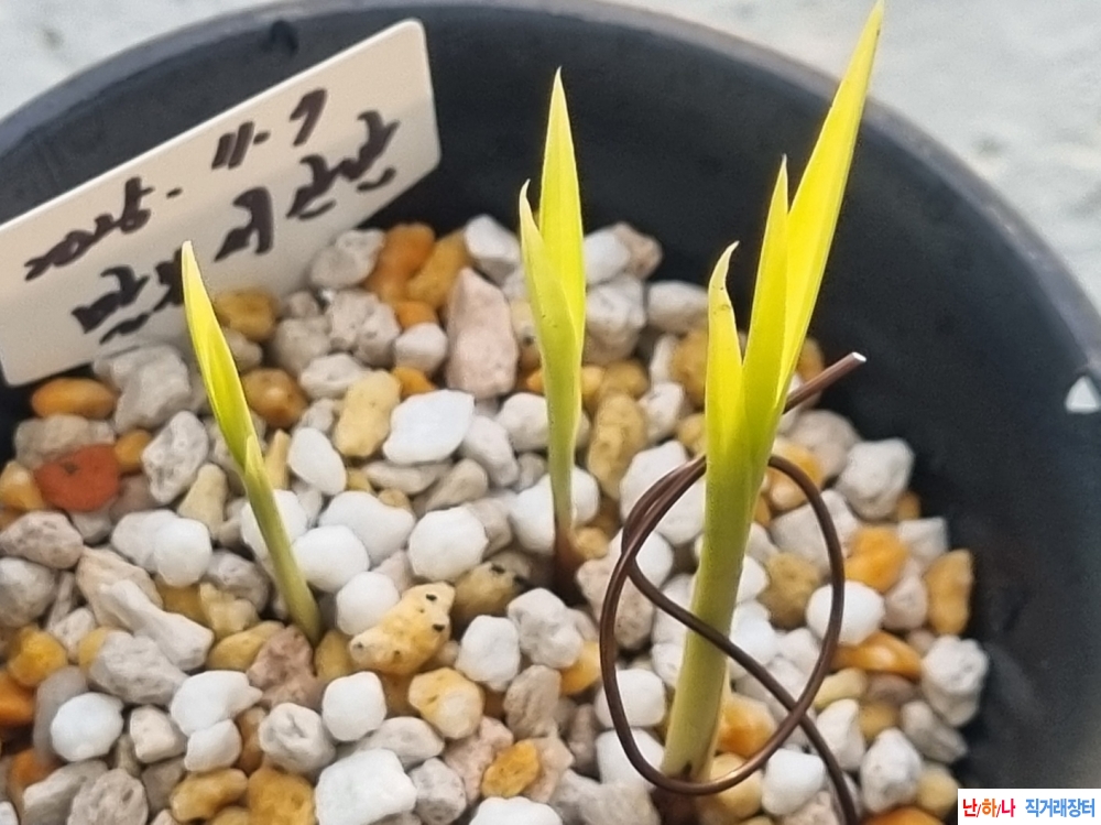 (산채) 남원 말봉 서산?