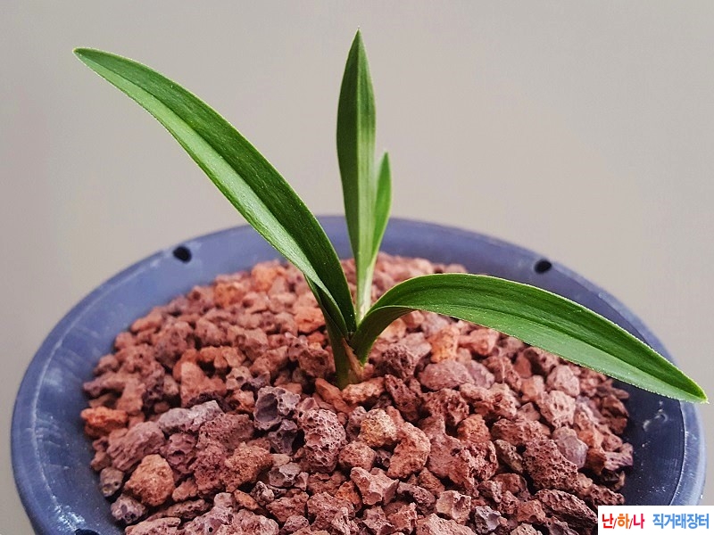 종자하세요. (라사지/?